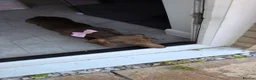 Dachshund dogs for sale: Dachshund puppy  in St. Neots - Advert 5