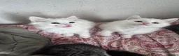 Siberian cats for sale: Siberian forest kittens 9 weeks old - Advert 3