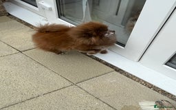 Pomeranian dogs for stud: Chocolate Proven Pomeranian Boy - Image 3