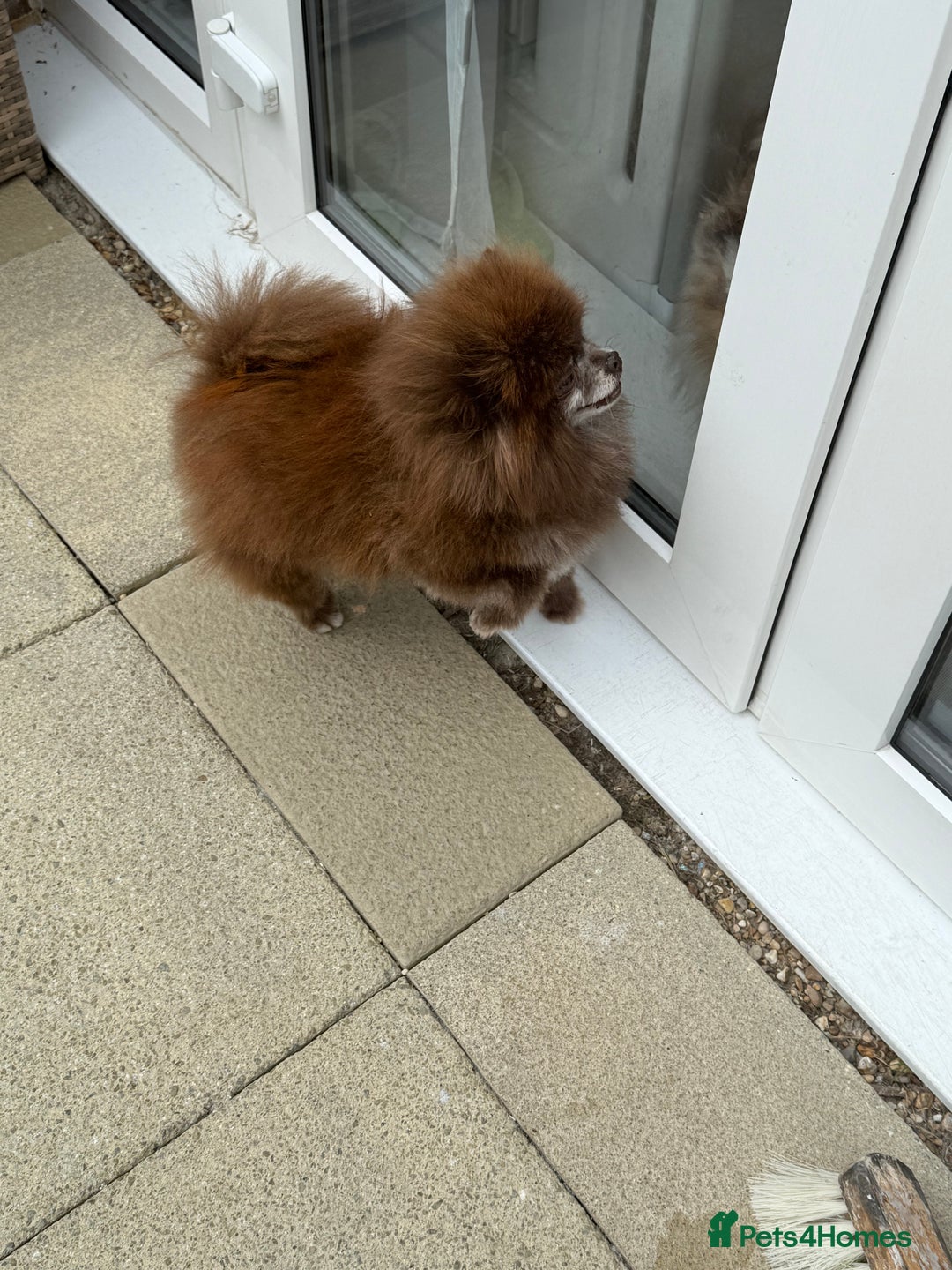 Pomeranian dogs for stud: Chocolate Proven Pomeranian Boy - Image 3