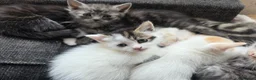 Persian cats for sale: Snuggly babies, chinchilla persian x  in Plymouth - Advert 7