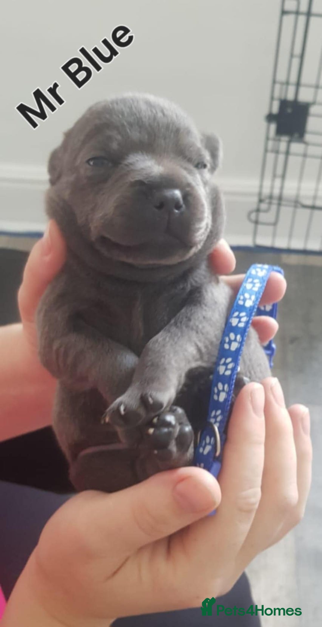 Staffordshire Bull Terrier dogs for sale: Beautiffull KC Staffordshire bull terrier  pups. - Image 8