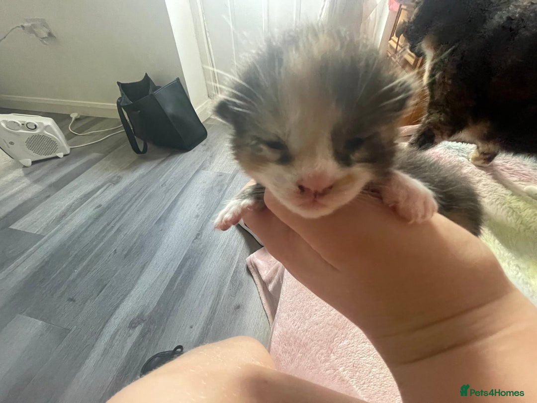 Mixed Breed cats for sale: Mixed bread kittens  - Image 6