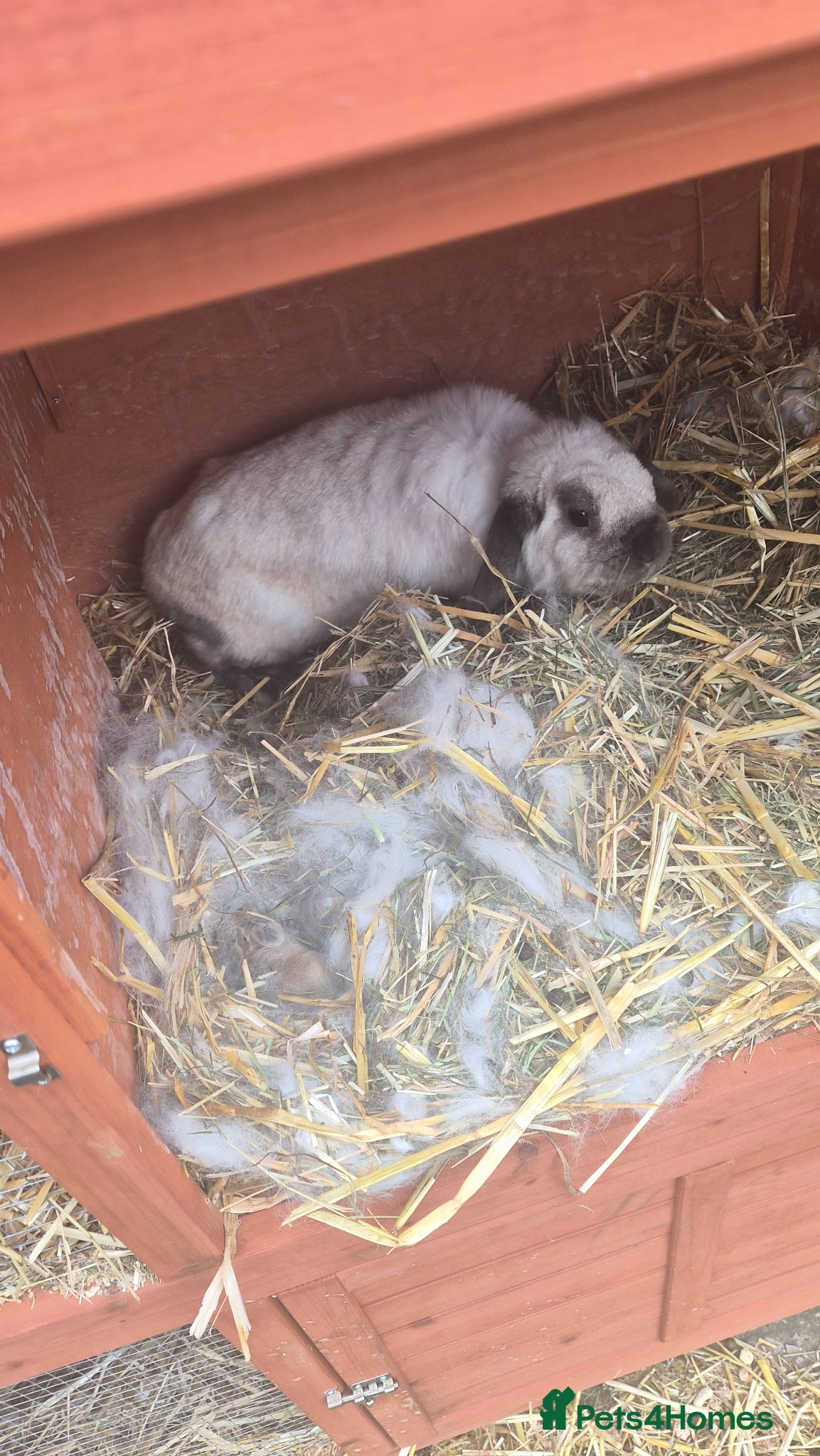 Mixed Breed rabbits Pearl  - Advert 1