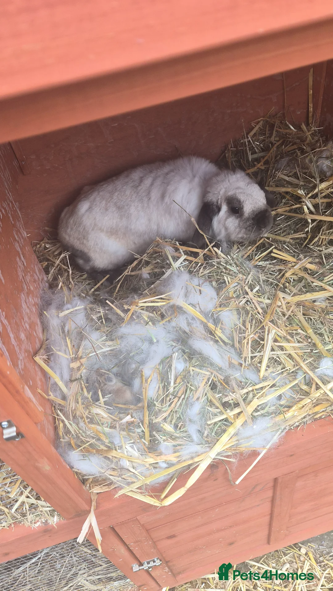 Mixed Breed rabbits for sale: Pearl  in Manchester - Advert 1