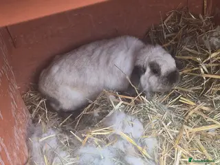 Mixed Breed rabbits Pearl - Advert 1