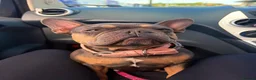 French Bulldog dogs for sale: Gorgeous French Bulldog - Advert 6