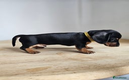 Miniature Dachshund dogs for sale: PRA CLEAR GORGEOUS MIN DACHSHUNDS  - Image 22