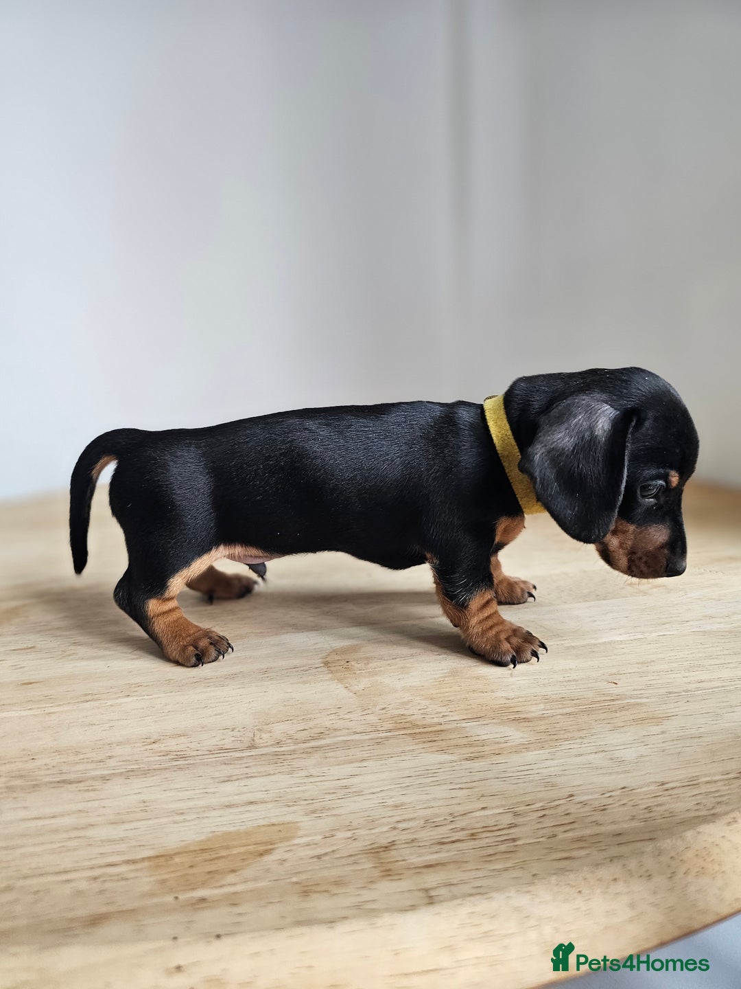 Miniature Dachshund dogs for sale: PRA CLEAR GORGEOUS MIN DACHSHUNDS  - Image 22