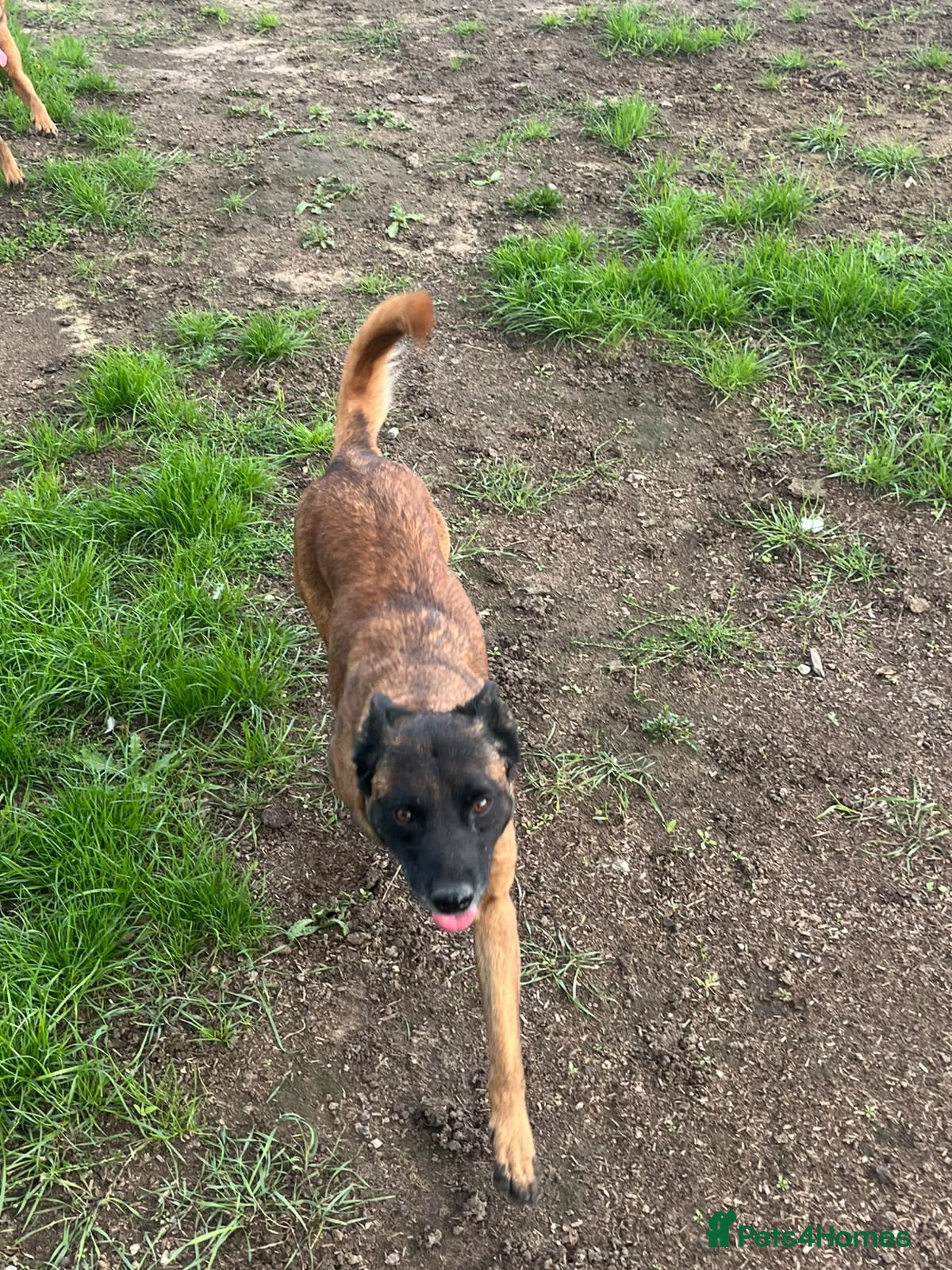 Mixed Breed dogs Belgian Malinois bitch+ mali cross pups - Advert 1