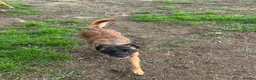 Mixed Breed dogs for sale: Belgian Malinois bitch+ mali cross pups in York - Advert 1