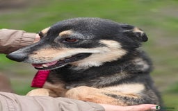 Mixed Breed dogs for adoption: 💖🐶 MARGOSHA 🐶💖 - Image 12