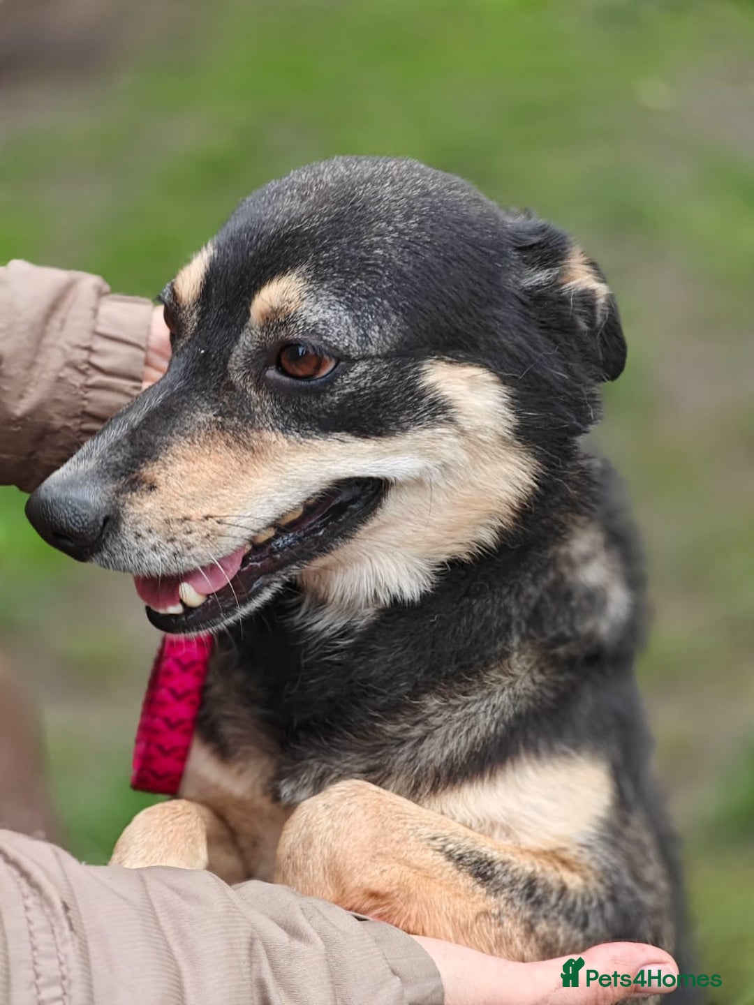 Mixed Breed dogs for adoption: 💖🐶 MARGOSHA 🐶💖 - Image 12