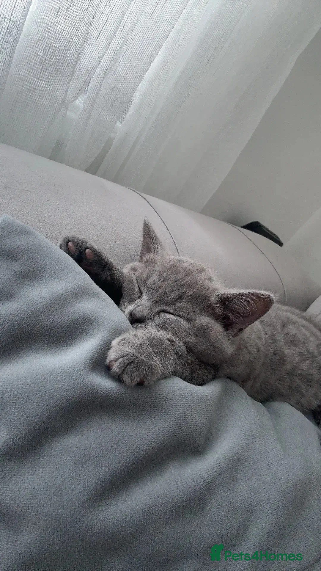 British Shorthair cats for sale: British shorthair £400 - Advert 2