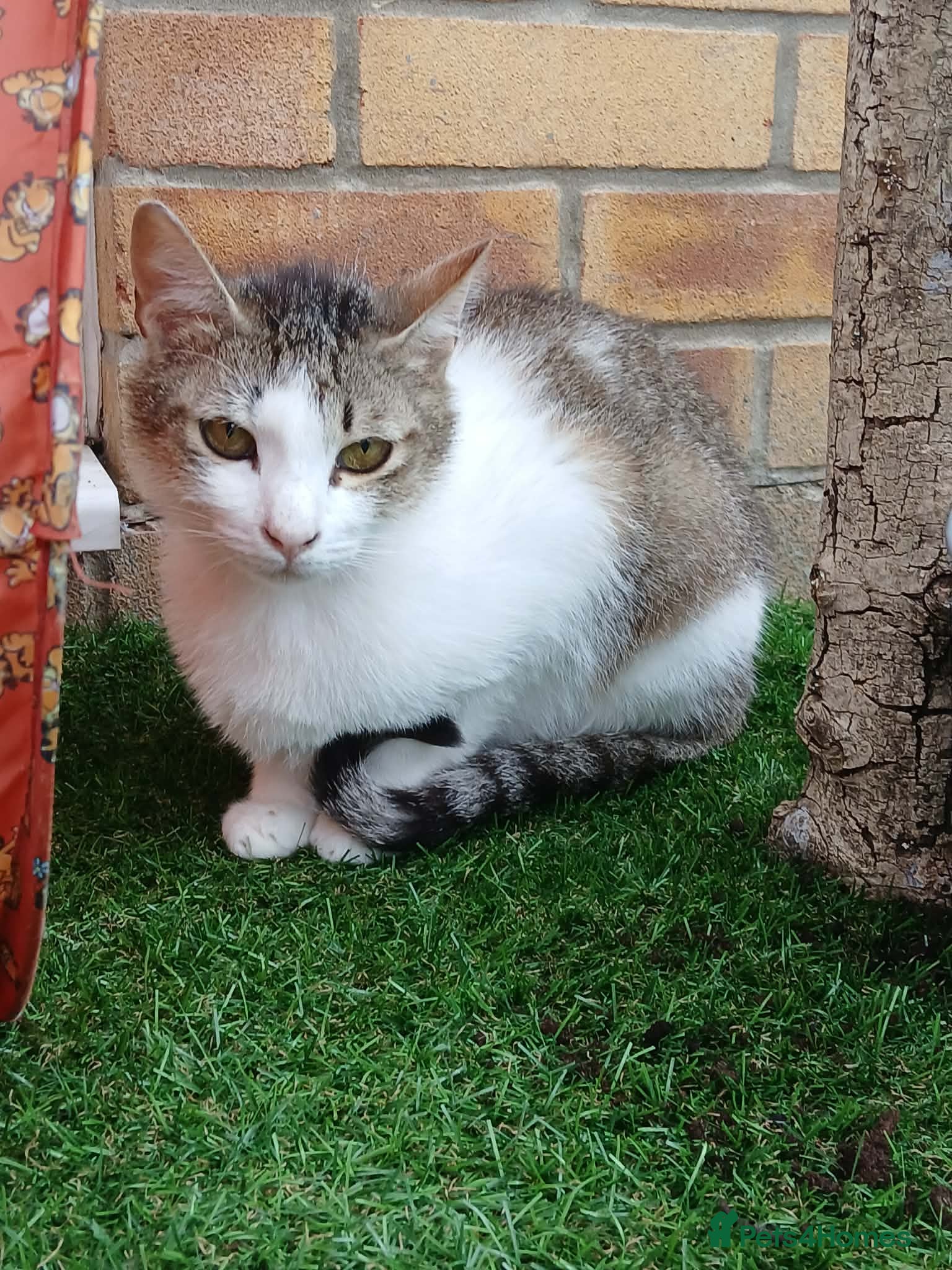 Mixed Breed cats Galaxy for adoption - Advert 1