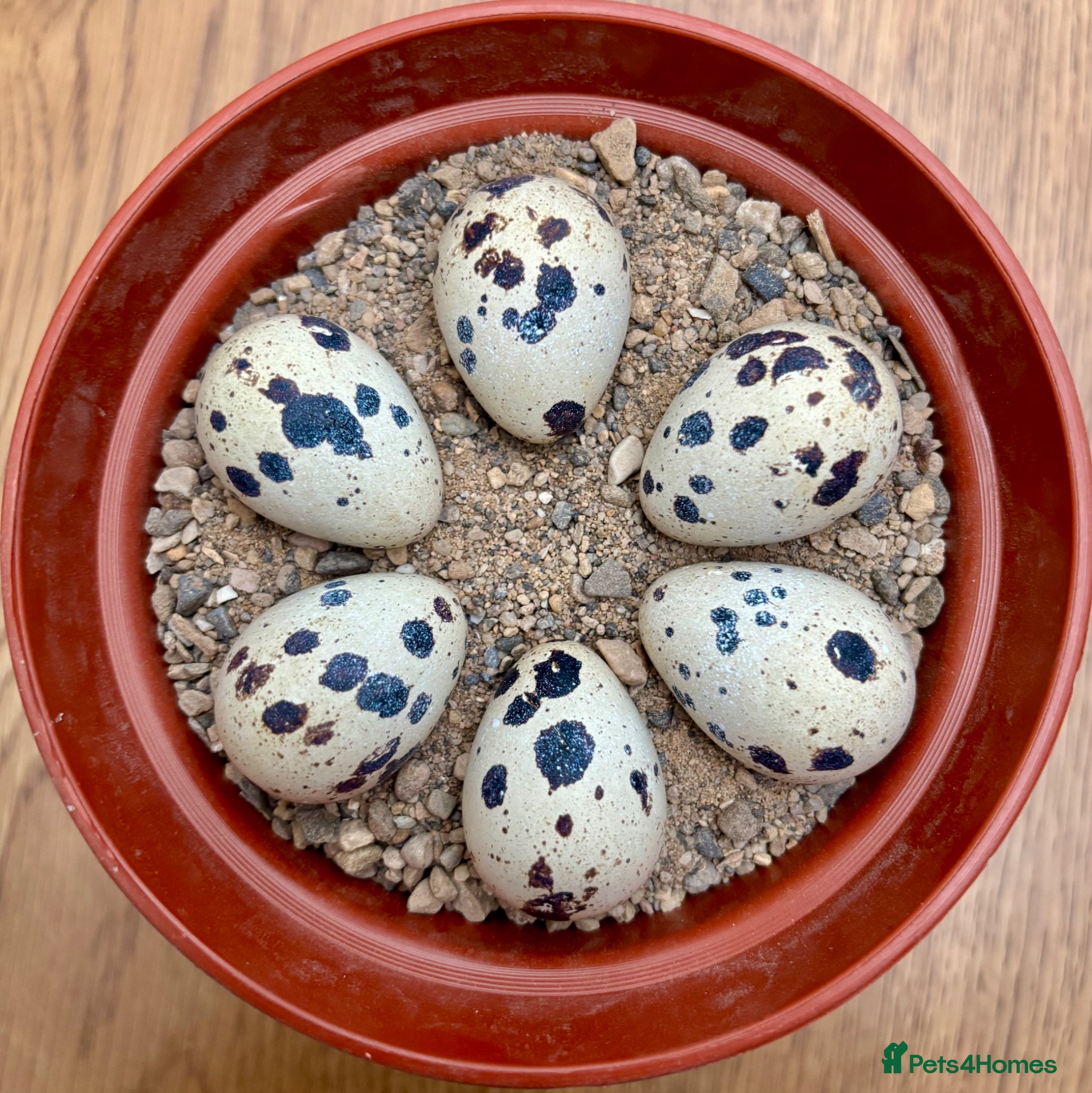 Quail poultry Always Available - 12 Coturnix Quail Hatching Eggs - Advert 16