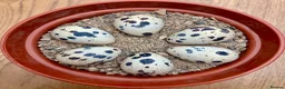 Quail poultry for sale: Always Available - 12 Coturnix Quail Hatching Eggs - Advert 2