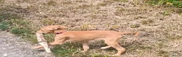 Lurcher dogs for sale: Last Outstanding male Lurcher Puppy - Advert 19