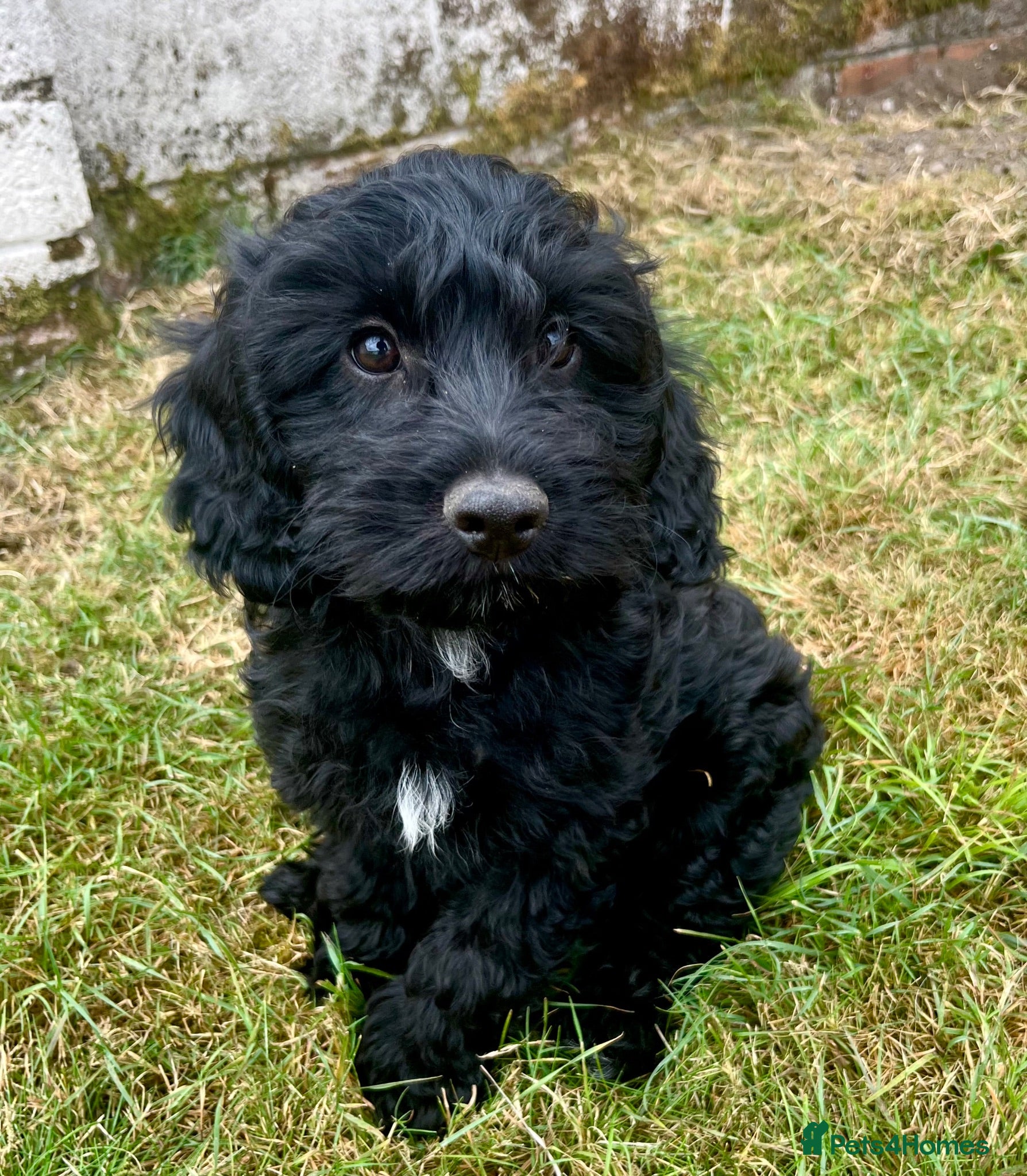 Cockapoo dogs Last girl! Beautiful f1 cockapoo  - Advert 11