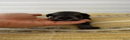 Miniature Schnauzer dogs for sale: Beautiful Pure Miniature Schnauzer Sweethearts  - Advert 7