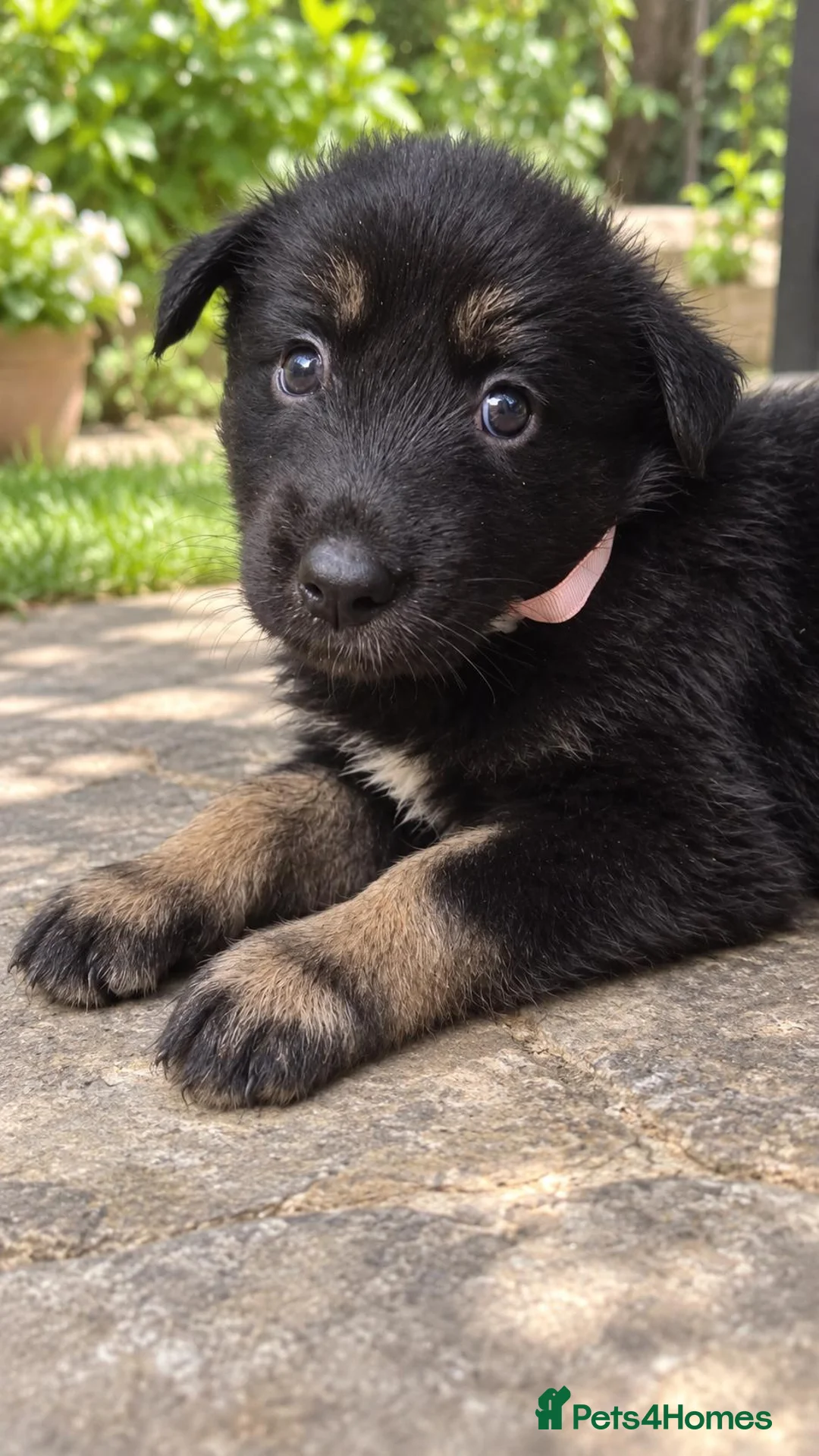 Shepsky dogs for sale: Beautiful german shepherd x syberian husky puppies - Advert 15