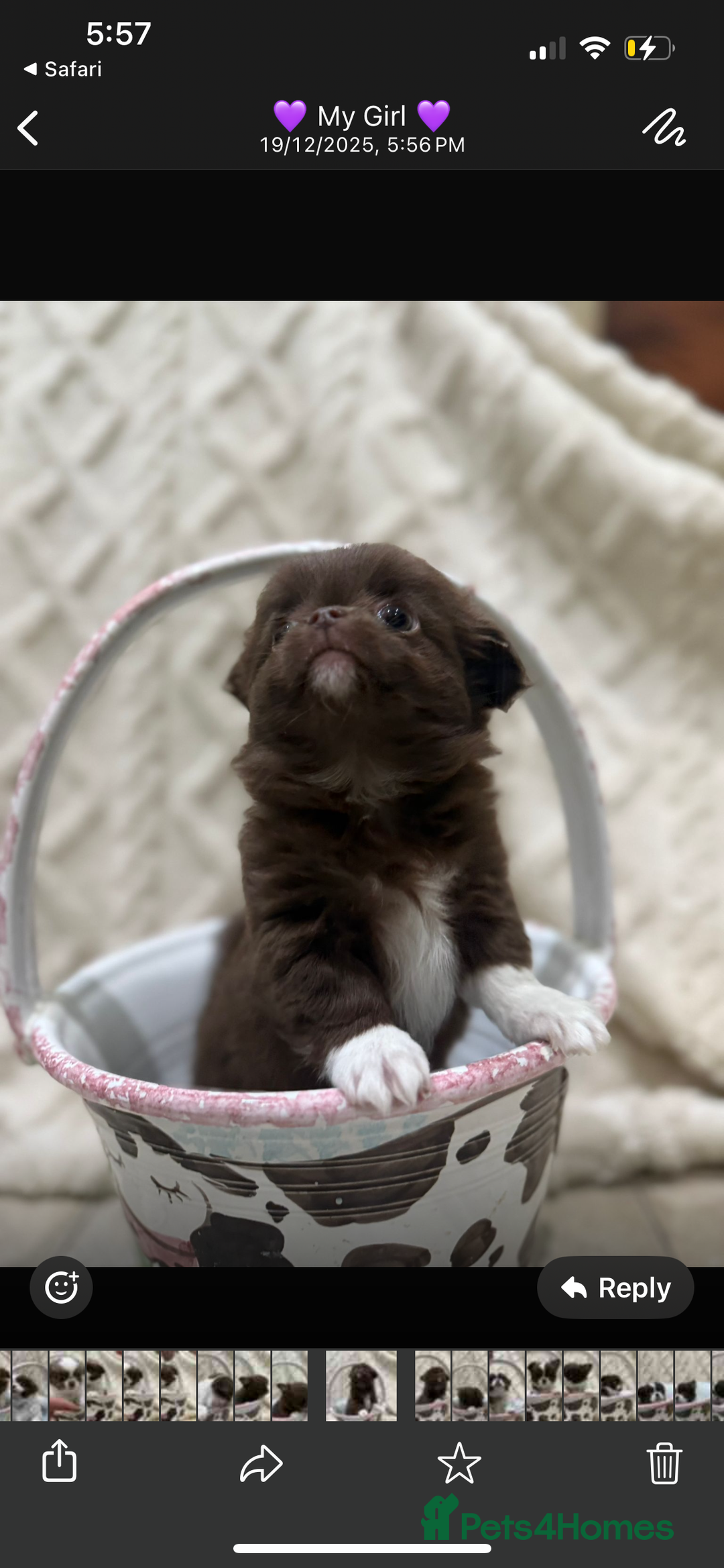 Chihuahua dogs for sale: Russian/Thai Chihuahua  - Advert 8