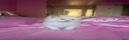 Ragdoll cats for sale: 🤍Pure Breed Ragdolls-last bicolour boy left 🤍 - Advert 6
