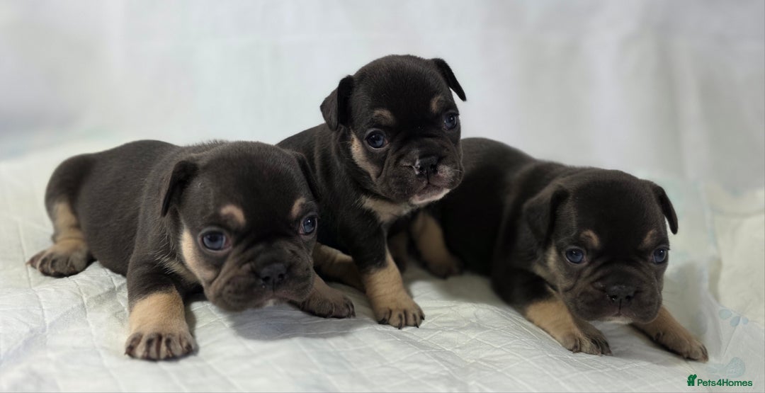 French Bulldog dogs for sale: TOP QUALITY KC REG FRENCHIES AVAILABLE  - Image 24