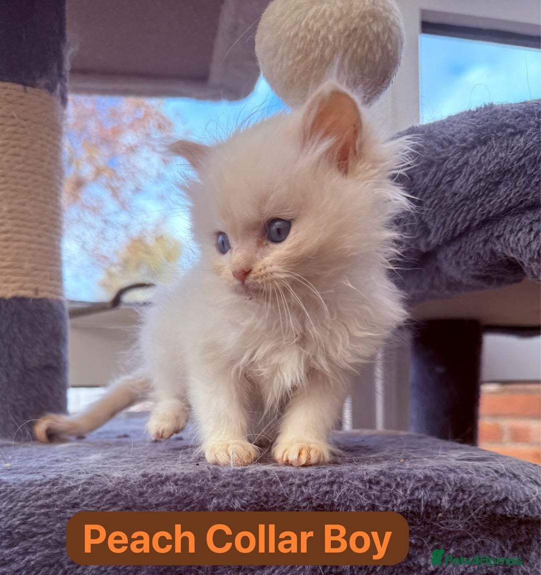 Ragdoll cats for sale: Gorgeous Championship Line Ragdoll kittens. - Image 2