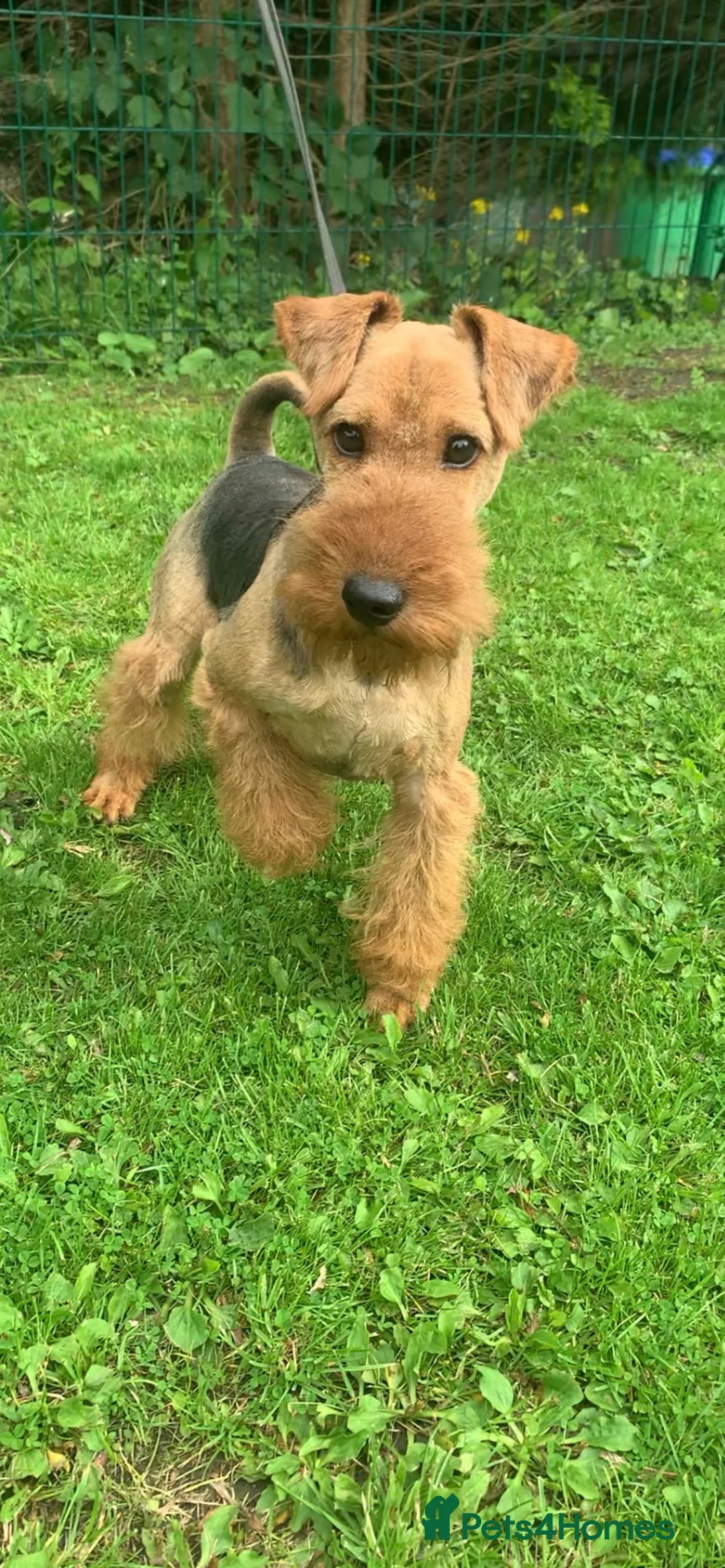 Welsh Terrier dogs for stud: PLL Clear KC REG STUD SON OF BORRIS THE BLADE!! in Littleborough - Advert 2