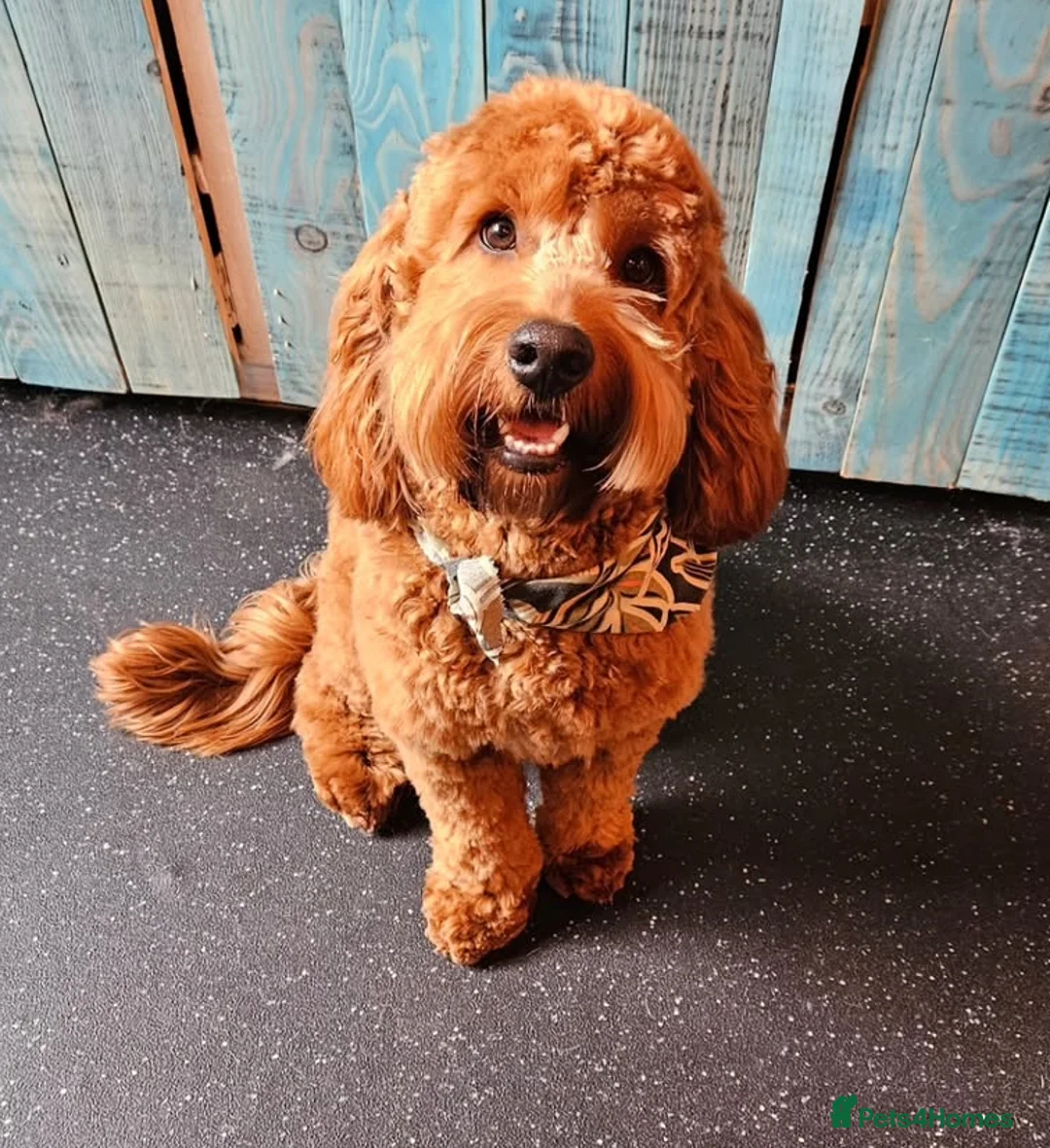 Cockapoo dogs for stud: Cockapoo for Stud  - Advert 4