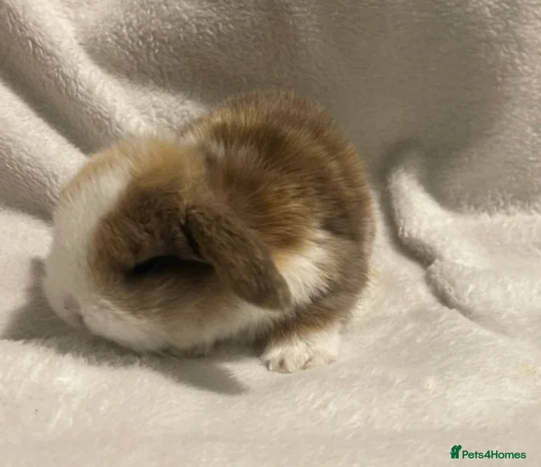 Mini Lop rabbits for sale: Beautiful Mini Lop Rabbits. - Advert 2