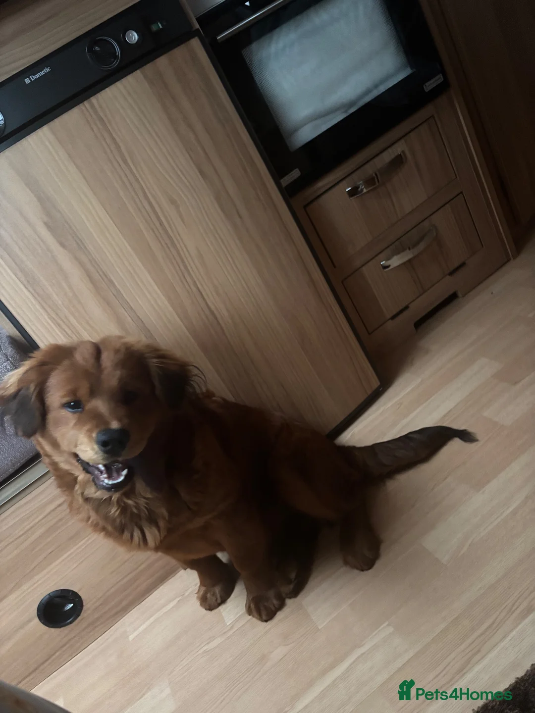 Mixed Breed dogs for sale:   Coco in York - Advert 2