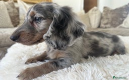 Miniature Dachshund dogs for sale: ** miniature long haired dachshunds ** in Upminster - Image 4