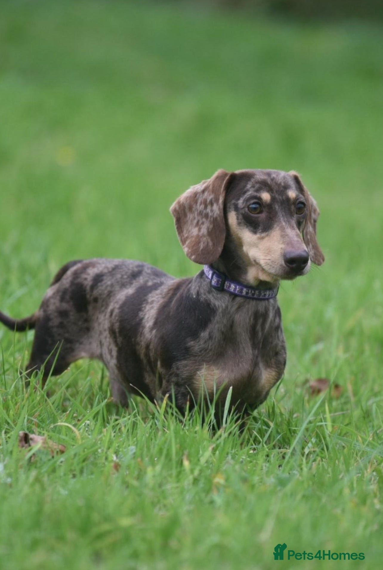 Miniature Dachshund dogs CHOCOLATE DAPPLE AND CREAM. KC REG -PRA CLEAR - Advert 10