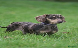 Miniature Dachshund dogs for stud: CHOCOLATE DAPPLE AND CREAM. KC REG -PRA CLEAR - Image 1