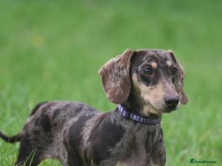 Miniature Dachshund dogs CHOCOLATE DAPPLE AND CREAM. KC REG -PRA CLEAR - Advert 5