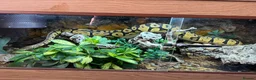 Python Snake reptiles for sale: Female Ball Python for sale  - Advert 1
