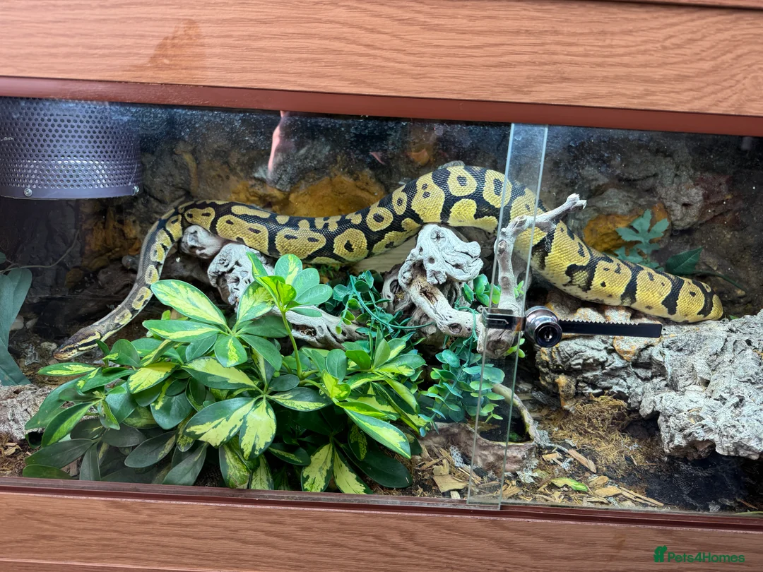 Python Snake reptiles for sale: Female Ball Python for sale  - Advert 1