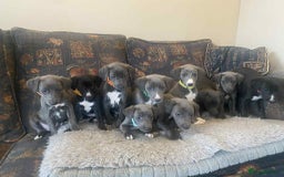 Mixed Breed dogs for sale: Beautiful Saluki x Whippet puppies - Image 5