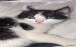 Mixed Breed cats for sale: Mixed breed ragdoll kittens  - Image 2