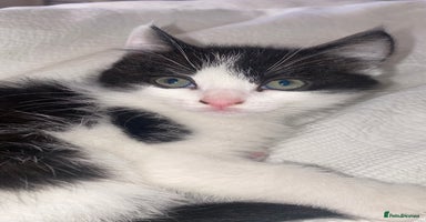 Mixed Breed cats - Advert 10