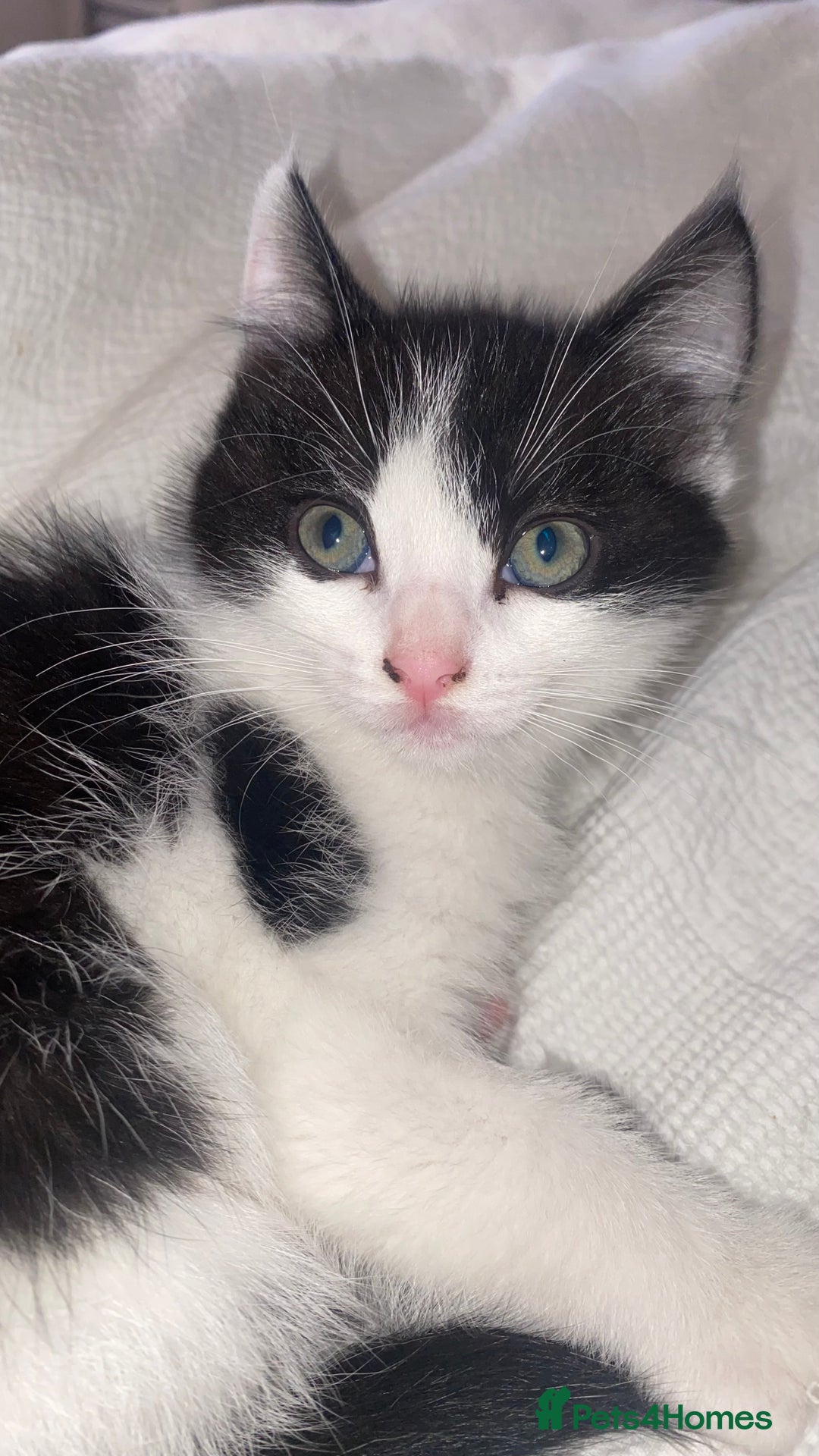 Mixed Breed cats for sale: Mixed breed ragdoll kittens  - Image 2