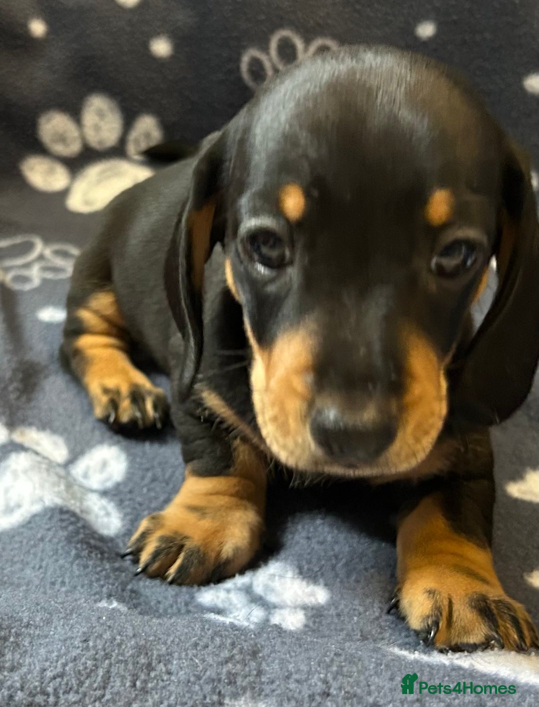 Miniature Dachshund dogs for sale: Stunning Miniature Dachshund Pups - Image 16