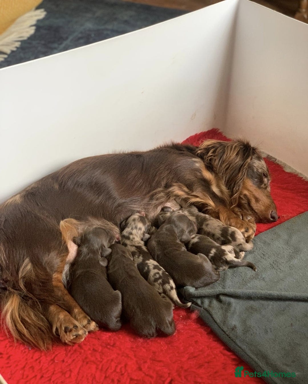 Miniature Dachshund dogs for sale: Miniature Dachshund Puppies - 2 Boys & 3 Girls - Image 5