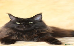 Maine Coon cats for sale: Adorable GCCF Black smoke Maine Coons kittens  - Image 22