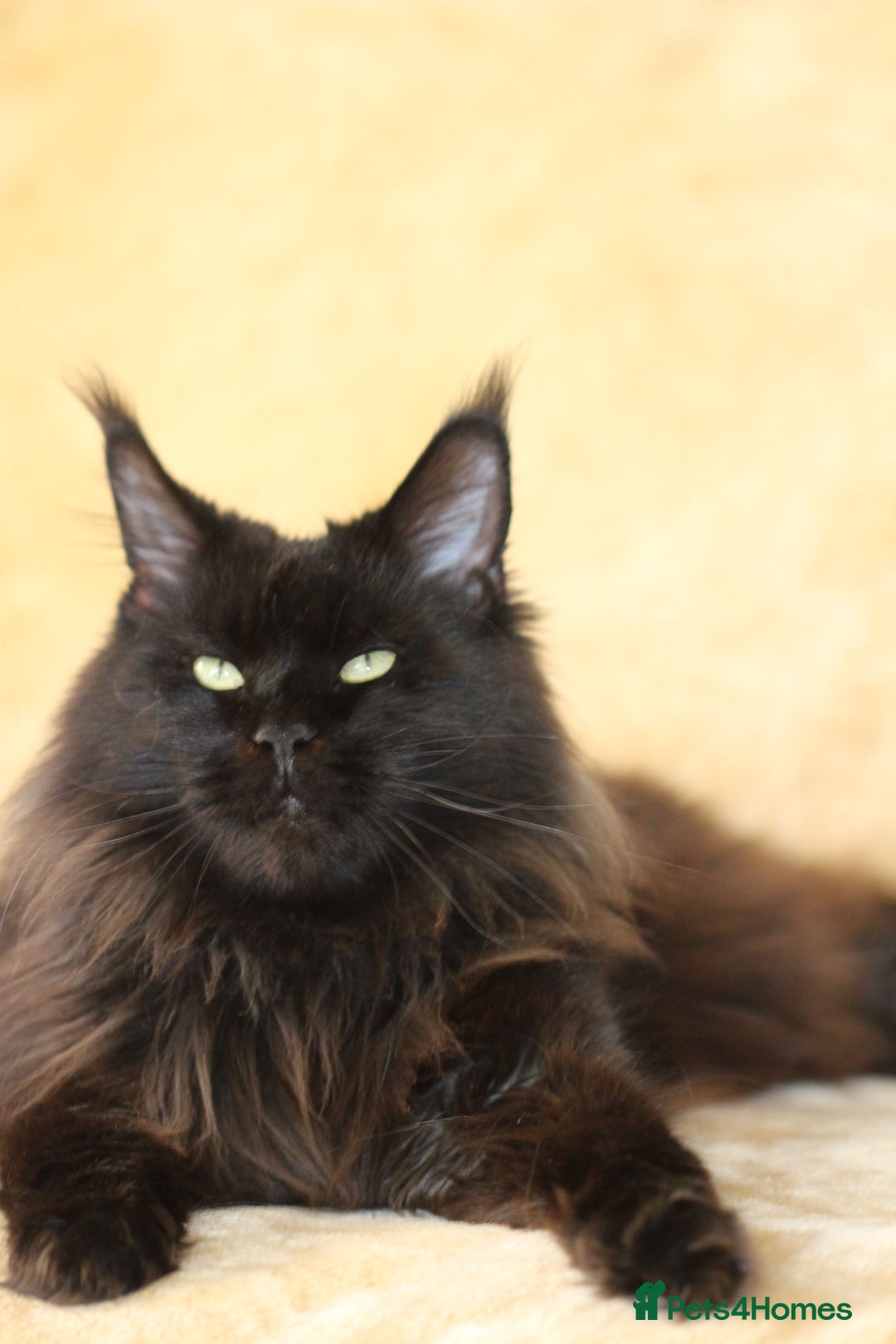 Maine Coon cats for sale: Adorable GCCF Black smoke Maine Coons kittens  - Image 22