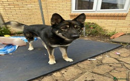 Shepsky dogs for sale: Adult pup for sale  - Image 3