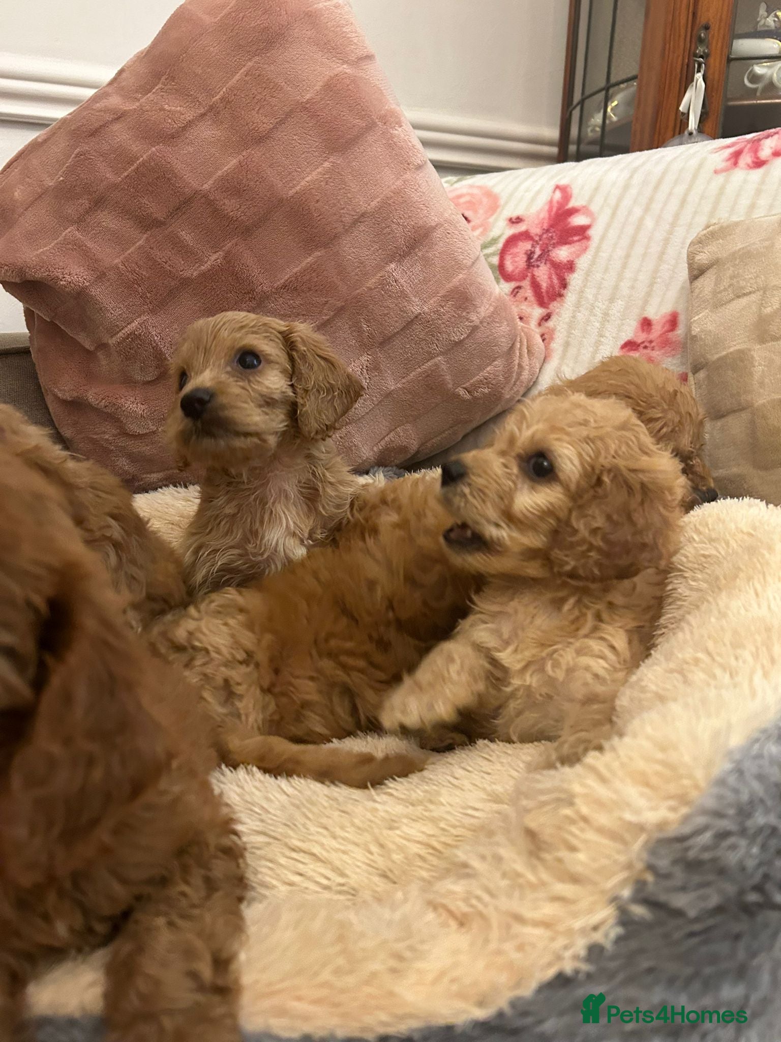 Cockapoo dogs for sale: Adorable cockapoo puppies - Advert 9