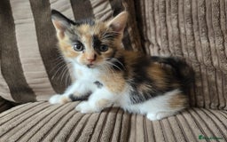 Mixed Breed cats for sale: Calico girl - Image 4